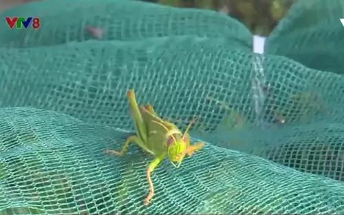 Nghệ An: Chợ đặc sản "tôm bay" đắt hàng