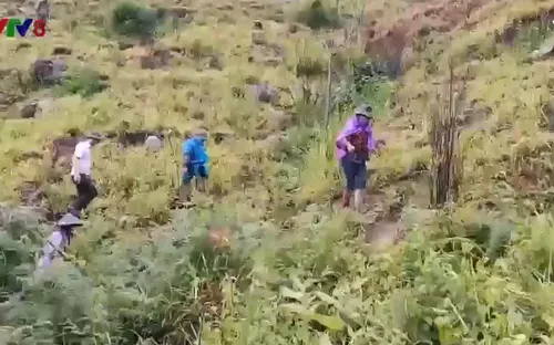 Triển khai trồng rừng trên đất rừng bị lấn chiếm