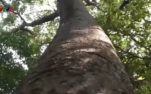 Bảo tồn rừng nguyên sinh giữa đồng bằng