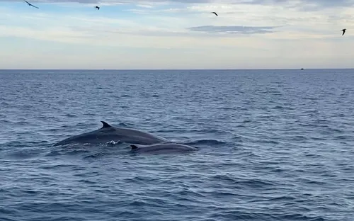 Cá voi xanh lại xuất hiện ở ven biển Đề Gi