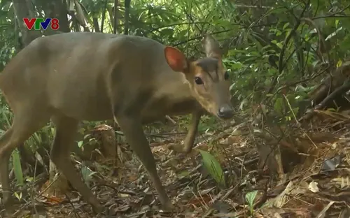 Động vật đặc hữu hồi sinh