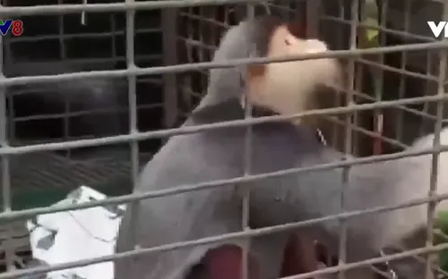 Ngăn chặn săn bắt động vật hoang dã