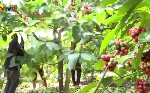 Hội thảo “Chỉ dẫn địa lý Nhật Bản với cà phê Buôn Ma Thuột”