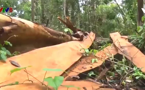 Kon Tum: Mở rộng điều tra vụ khai thác gỗ trái phép ở huyện Sa Thầy