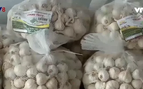 Sản xuất nông nghiệp sạch, nâng cao giá trị thương hiệu tỏi Lý Sơn