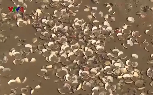 Hà Tĩnh: Kết luận nguyên nhân khiến ngao chết hàng loạt