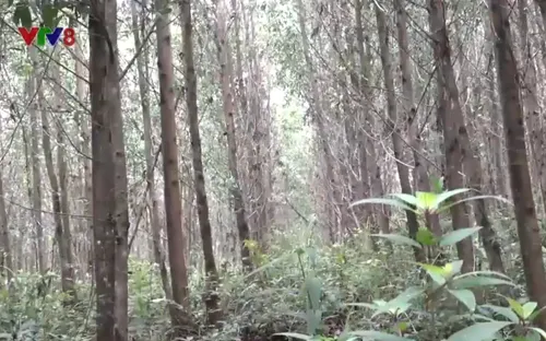 Chứng chỉ rừng FSC - Giải pháp thay thế nguồn gỗ nhập khẩu