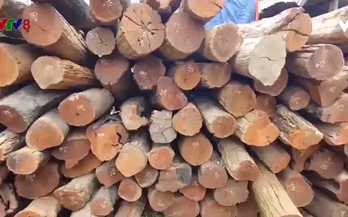 Đắk Lắk phát hiện hơn 60m3 gỗ quý hiếm tập kết trái phép