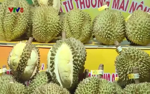 Khai mạc Lễ hội Sầu riêng Đắk Lắk