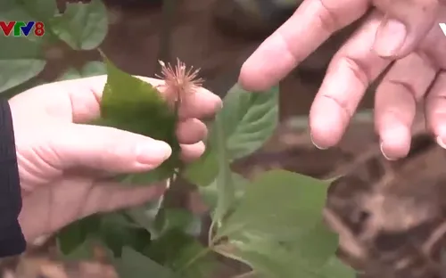 Tri ân những người có công phát hiện, bảo tồn Sâm Ngọc Linh