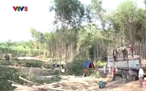 Gỗ keo nguyên liệu lập mức giá kỷ lục