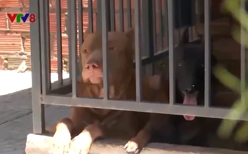 Khởi tố, tạm giam đối tượng thả chó dữ cắn hàng xóm