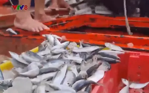 Niềm vui cuối vụ cá Nam