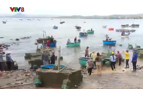 Ngư dân Phú Yên chạy bão cho tôm hùm