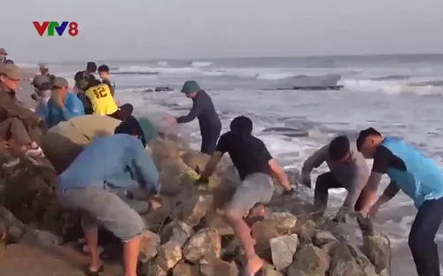 Hà Tĩnh huy động người dân gia cố đê biển sạt lở