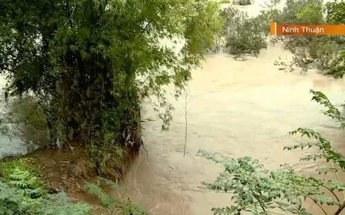 Ninh Thuận: Bờ sông Dinh sạt lở nghiêm trọng