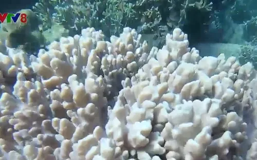 Đề xuất giải pháp phục hồi rạn san hô vịnh Nha Trang
