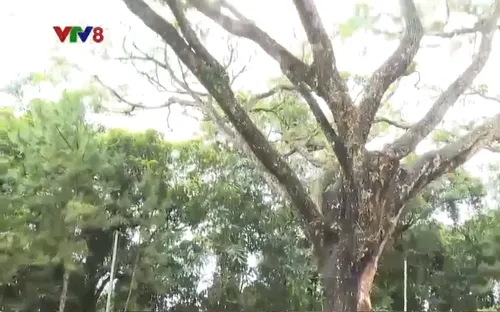 Đắk Nông tổ chức lễ công bố cây di sản Việt Nam