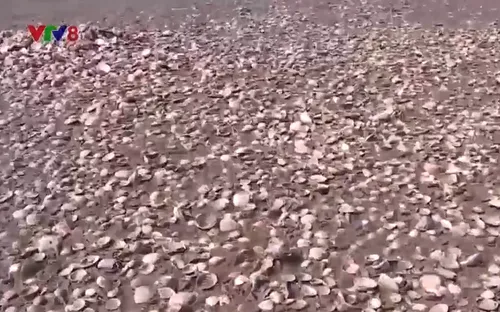 Người dân nợ nần vì ngao chết hàng loạt