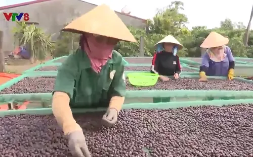 Thu hoạch cà phê cùng đồng bào Ba Na