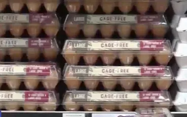 Giá trứng tại Mỹ tăng cao