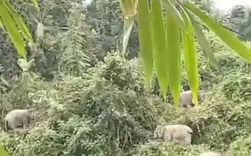 Voi rừng liên tục xuất hiện tại Quảng Nam