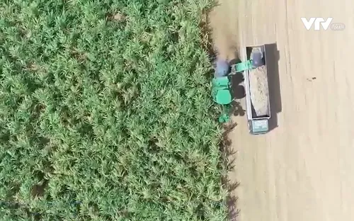 Gia Lai: Mía được mùa, được giá