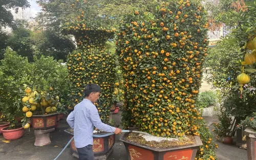 Nhiều hoa, kiểng Tết “độc, lạ”, giá hơn trăm triệu đồng