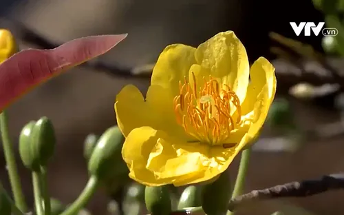 Xây dựng chỉ dẫn địa lý cho mai vàng Bình Định