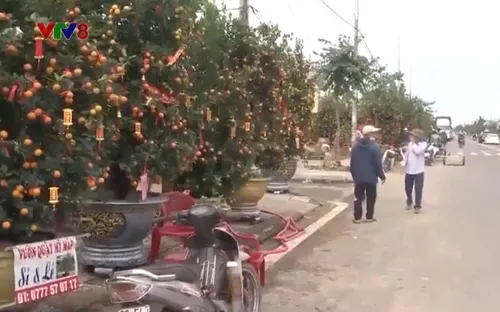 Vui buồn nghề trồng quất cảnh chưng Tết