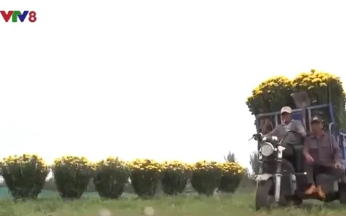 Làng trồng hoa Phú Yên thắng lớn vụ hoa Tết