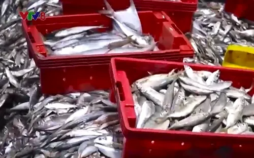 Ngư dân miền Trung vươn khơi đánh bắt đầu năm