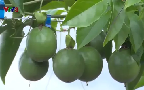 Gia Lai với mục tiêu 20.000 héc ta chanh leo