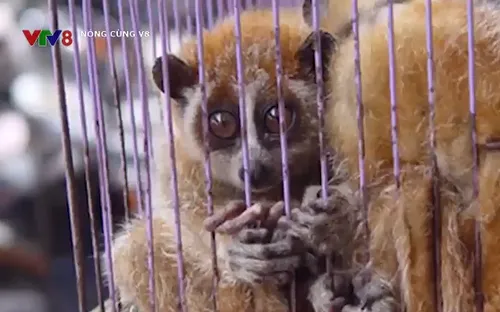 Vấn nạn tiêu thụ động vật hoang dã "lấy may" đầu năm