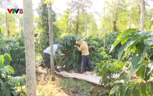 Rời phố về làm vườn rừng