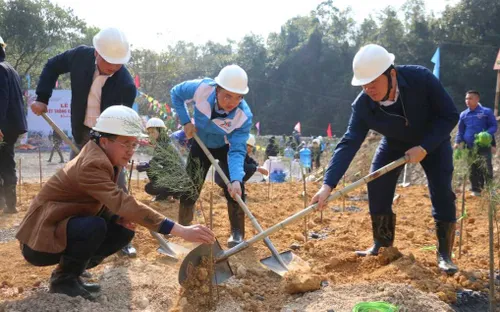 Quảng Ninh: Trồng 3.000 cây phi lao tại mặt bằng khu Đồng Vông