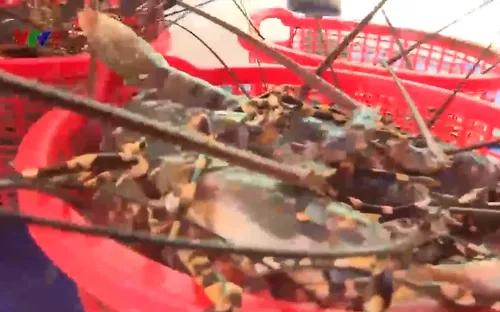 Nam Trung bộ: Giá tôm hùm giảm, khó tiêu thụ dịp Tết