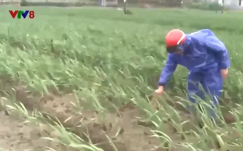 Thời tiết gây bất lợi cho người trồng hoa vụ Tết