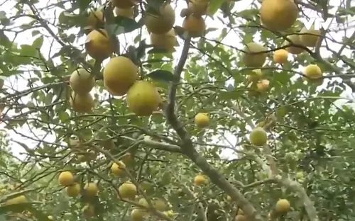 Liên kết sản xuất tiêu thụ cam bền vững