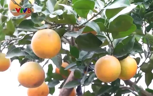 Đặc sản cam Xã Đoài hút khách dịp Tết