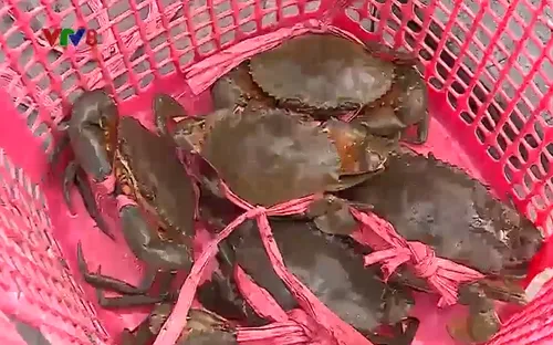 Trải nghiệm bắt cua biển dưới rừng đước Cà Mau