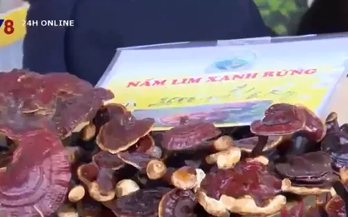 Phiên chợ Sâm Ngọc Linh lần 2 đạt doanh thu gần 14 tỷ đồng