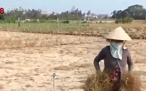 Nông dân Lý Sơn mất mùa tỏi