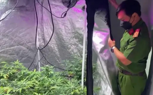 Phát hiện căn nhà nghi trồng cần sa tại Đà Nẵng