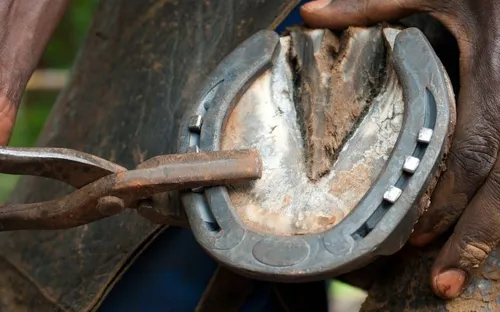 Tại sao cần đóng “giày” cho ngựa ?