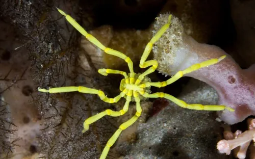 Ngạc nhiên khả năng mọc lại phần cơ thể bị cắn cụt ở nhện biển