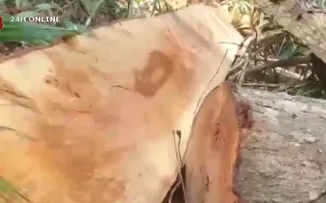 Quảng Nam kiểm tra, xử lý vụ phá rừng phòng hộ ở huyện Đông Giang