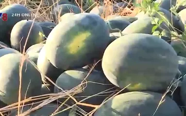 Vụ dưa hấu buồn ở Krông Pa