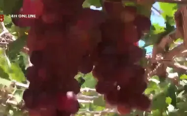 Du lịch vườn nho thu hút du khách