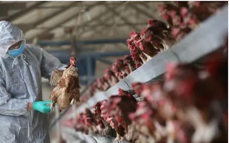 Viện Pasteur TP Hồ Chí Minh có công văn khẩn về giám sát viêm phổi nặng liên quan đến H5N1